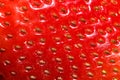 Macro photo of fresh red strawberry seeds. Texture of the red surface of the strawberry berries closeup Royalty Free Stock Photo