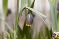 Macro photo of a Fritilaria uva-vulpis