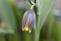 Macro photo of a Fritilaria uva-vulpis