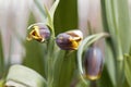 Macro photo of a Fritilaria uva-vulpis