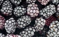 Macro photo of frozen blackberries, as background. Blackberries covered by hoarfrost