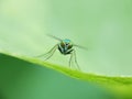 macro photo of fruit fly perched on leaf Royalty Free Stock Photo