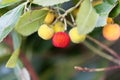 Fruits of a strawberry tree Arbutus unedo