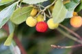 Fruits of a strawberry tree Arbutus unedo Royalty Free Stock Photo