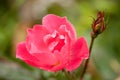 Macro photo of a genle rose flower with water drops in the spring day. selective focus macro shot with shallow DOF