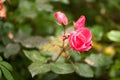 Macro photo of a genle rose flower with water drops in the spring day. selective focus macro shot with shallow DOF