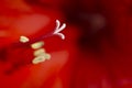 Macro photo with a gentle bouquet of an inflorescence with stamens in a fiery red amaryllis flower
