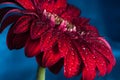 Macro photo of gerbera flower with water drop Royalty Free Stock Photo