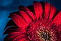 Macro photo of gerbera flower with water drop Royalty Free Stock Photo