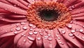 Macro photo of gerbera flower with water drop. floral background