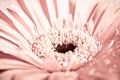 Macro photo of gerbera flower with water drop. Royalty Free Stock Photo