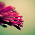 Macro photo of gerbera flower with water drop. Royalty Free Stock Photo