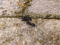 macro photo of giant black ant communicating with each other Royalty Free Stock Photo