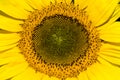 Macro Photo of a Giant Sunflower