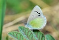 Glaucopsyche safidensis butterfly Royalty Free Stock Photo