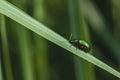 macro photo of a glistening beetle Chrysolina fastuosa