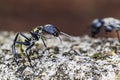 Macro photo of the golden ant