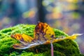 Macro photo of a golden leaf at autumn. Yellow leaves, green moss in the sunny forest. Nature background concept Royalty Free Stock Photo