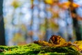 Macro photo of a golden leaf at autumn. Yellow leaves, green moss in the sunny forest. Nature background concept Royalty Free Stock Photo