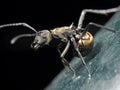 Macro Photo of Golden Weaver Ant on The Floor Isolated on Black