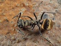 Macro Photo of Golden Weaver Ant on The Ground, Selective Focus