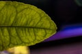 Macro photo of a grapefruit leaf