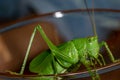 Macro photo of a grasshopper. Locust