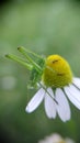 Macro photo grasshopper on margarite flower in garden Royalty Free Stock Photo