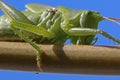 Grasshopper on twig Royalty Free Stock Photo