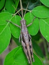 Macro photo of grasshoppers on Moringa leaves