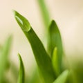 macro photo of green bright saturated grass with a drop