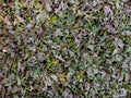 macro photo of green dried and chopped chervil leaves torn into small pieces very close in detail top view food background.