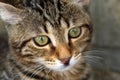 Macro photo of a striped cat Royalty Free Stock Photo