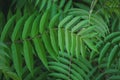 macro Photo of green fern petals. The plant fern blossomed. Fern on the background of green plants