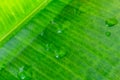 Macro photo of green ficus leaf with water droplets. Nature texture bacground