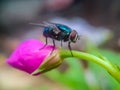 A macro photo of a green fly attached to a red flower bud Royalty Free Stock Photo