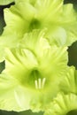 Green gladiola flower in full bloom