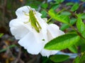 macro photo of a green grasshopper Royalty Free Stock Photo