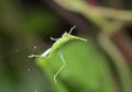 Macro Photo of Green Grasshopper Stuck on the Spider Web Royalty Free Stock Photo