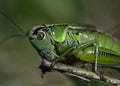 Macro photo of green grasshopper. Summer meadow with insect