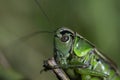 Macro photo of green grasshopper. Summer meadow with insect