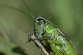 Macro photo of green grasshopper. Summer meadow with insect