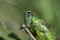 Macro photo of green grasshopper. Summer meadow with insect