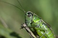 Macro photo of green grasshopper. Summer meadow with insect