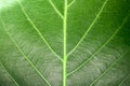 Macro photo of green leaf. Closeup green leaf texture Royalty Free Stock Photo