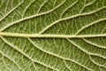 Macro photo of the back side of a green leaf with streaks. Natural background. Flat lay Royalty Free Stock Photo