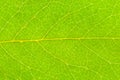 Macro Photo of green leaf taken shot with transmitted light. Royalty Free Stock Photo