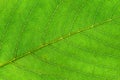 Macro Photo of green leaf taken shot with transmitted light. Royalty Free Stock Photo