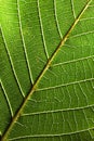 Macro photo of green leaf with veined pattern. Natural background for layout. Top view Royalty Free Stock Photo