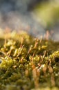 macro photo of green moss similar to flamingos.